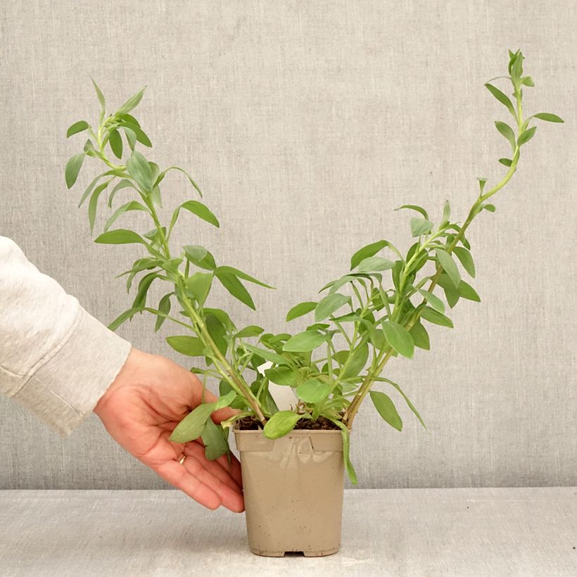 Alstroemeria  Majestic Layon 1L/1.5L pot sample as delivered in spring