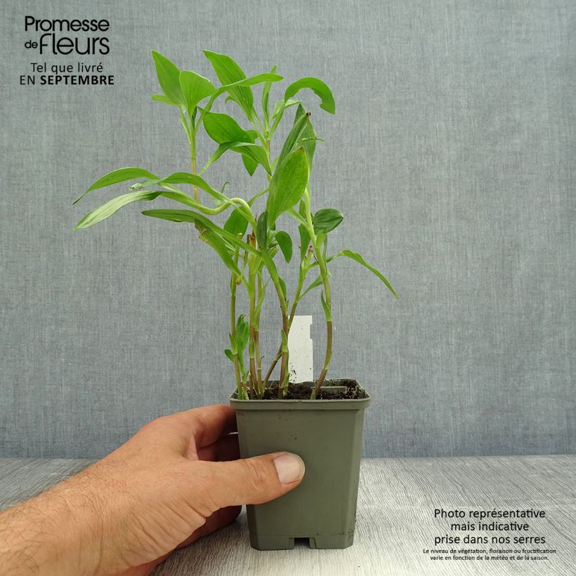 Example of Alstroemeria Majestic Liré 8/9 cm pot as you get in automne