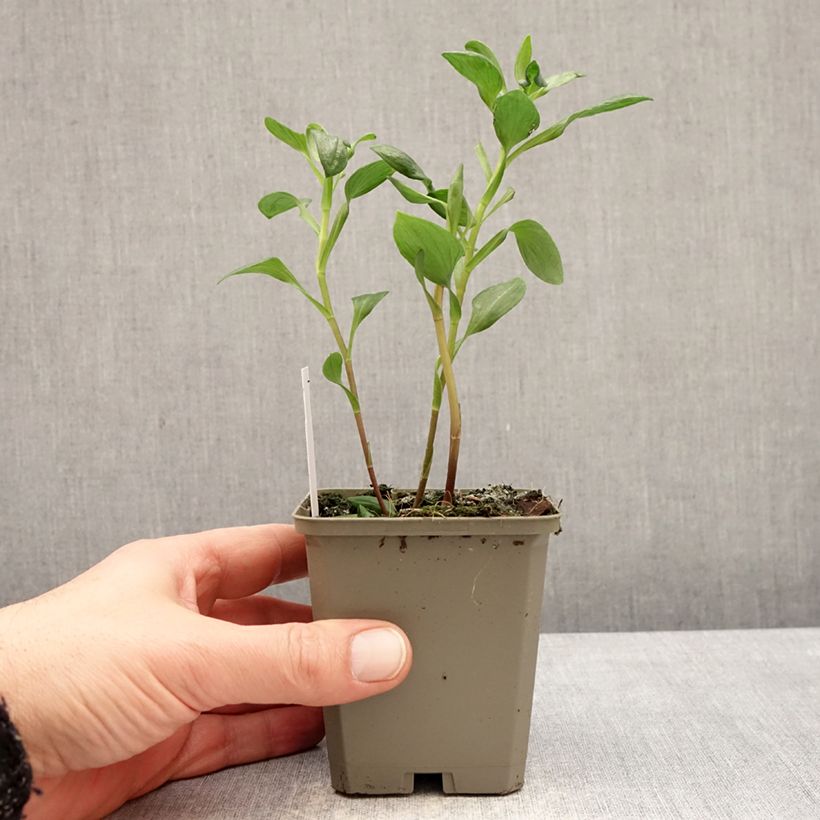 Alstroemeria Majestic Marcé 8/9 cm pot sample as delivered in winter