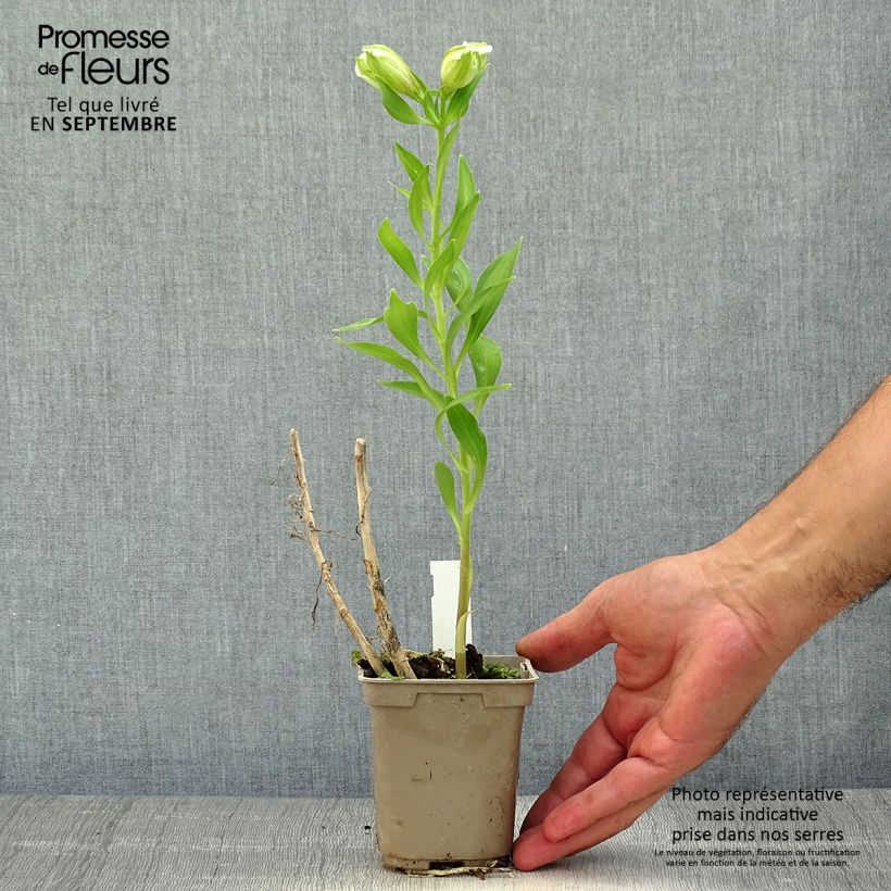 Alstroemeria Majestic Mazé 8/9 cm pot sample as delivered in autumn