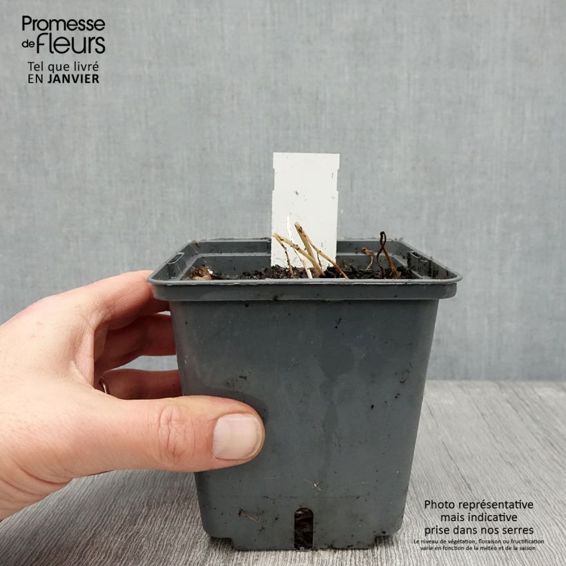 Alstroemeria Majestic Montsoreau 1L/1.5L pot sample as delivered in winter