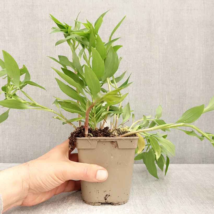 Alstroemeria Majestic Avrille 1L/1.5L pot sample as delivered in spring