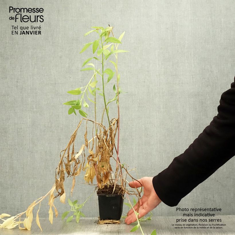 Alstroemeria Majestic Briancon 8/9 cm pot sample as delivered in winter