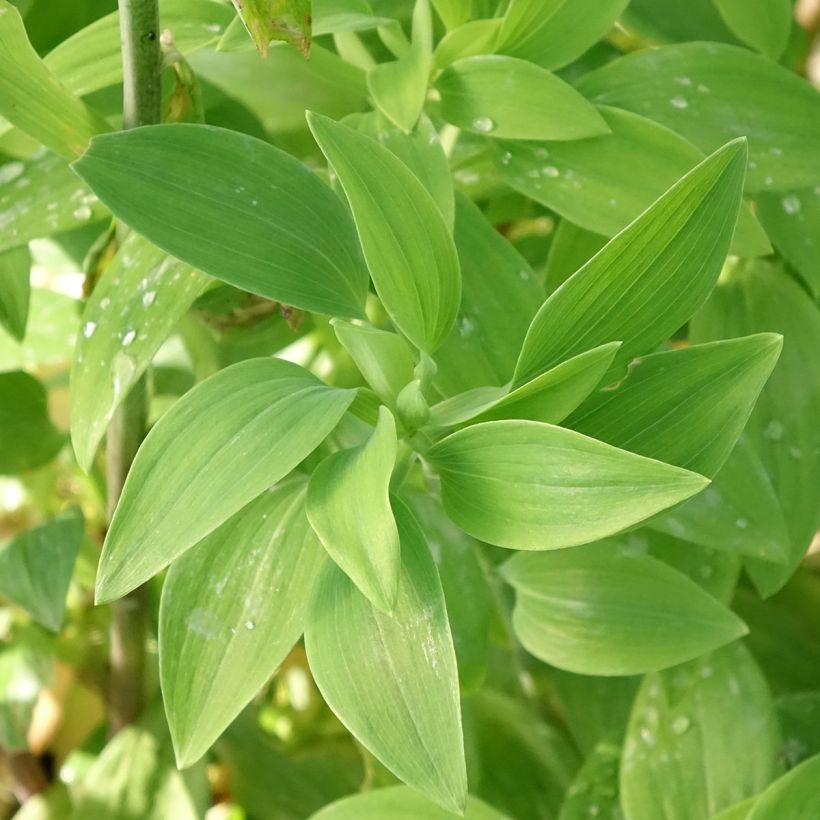 Alstroemeria Majestic Chinon (Foliage)