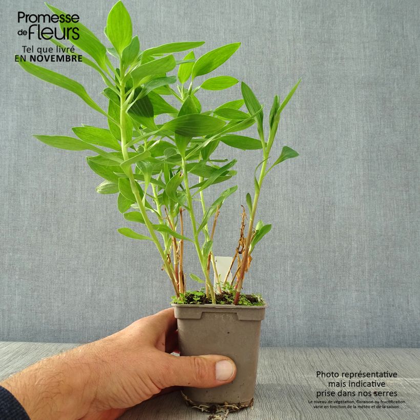 Alstroemeria Majestic Fougere 8/9 cm pot sample as delivered in autumn