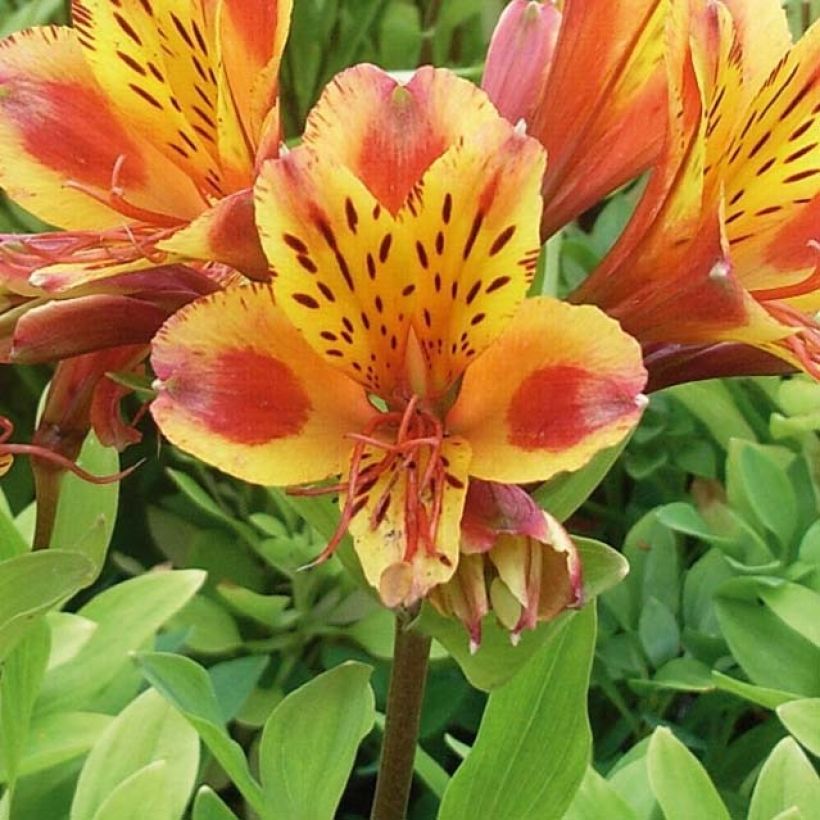 Alstroemeria  'Koexotica' INCA EXOTICA - Alstroemère Inca Exotica, Lys des Incas Inca Exotica (Flowering)