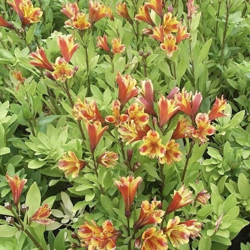 Alstroemeria  'Koexotica' INCA EXOTICA - Alstroemère Inca Exotica, Lys des Incas Inca Exotica (Plant habit)