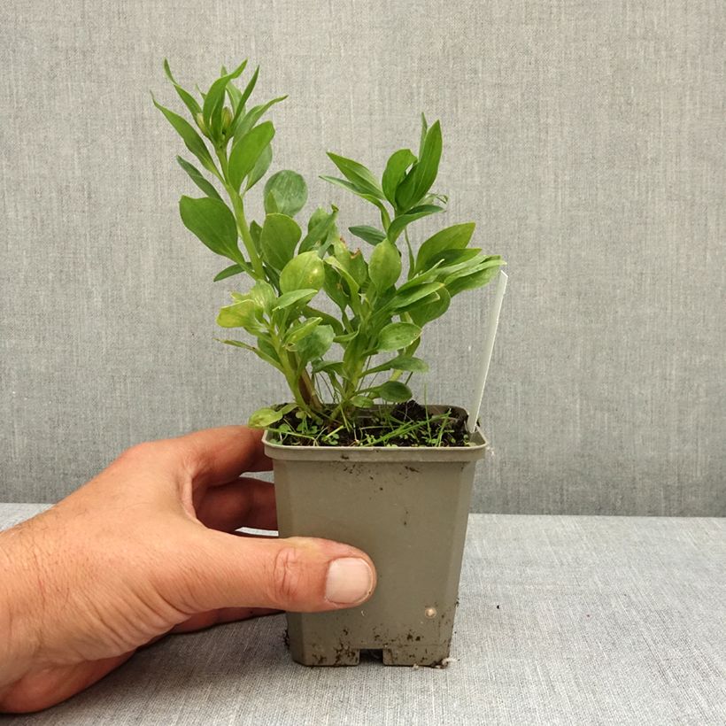 Alstroemeria Pitchounes Charlotte® 8/9 cm pot sample as delivered in spring