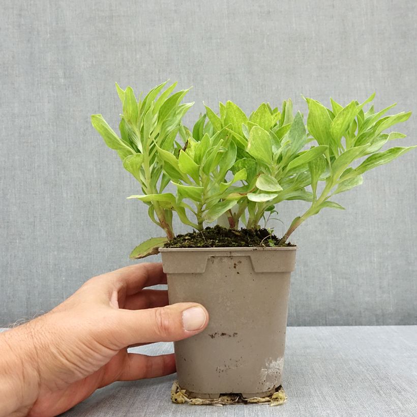 Alstroemeria Pitchounes Charlotte® 1L/1.5L pot sample as delivered in summer