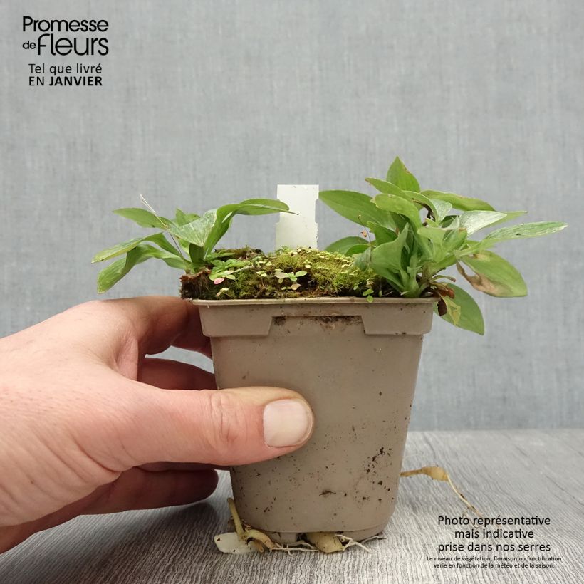 Alstroemeria Pitchounes Gaspard 8/9 cm pot sample as delivered in winter