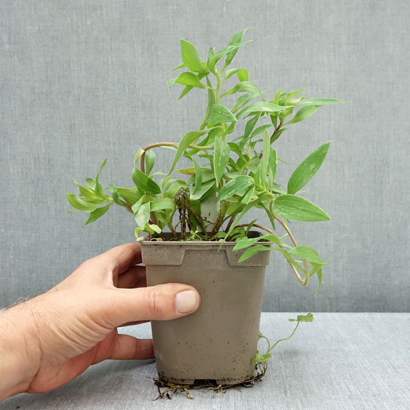 Alstroemeria Pitchounes Gaspard 1L/1.5L pot sample as delivered in autumn