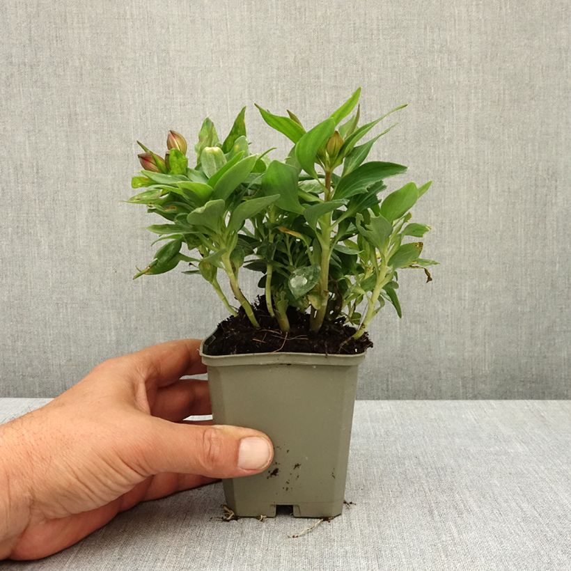 Alstroemeria Pitchounes Lily Rose 8/9 cm pot sample as delivered in spring