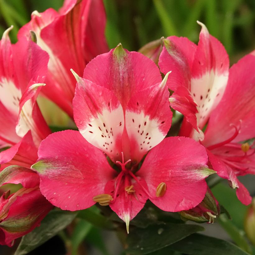 Alstroemeria Pitchounes Lily Rose (Flowering)