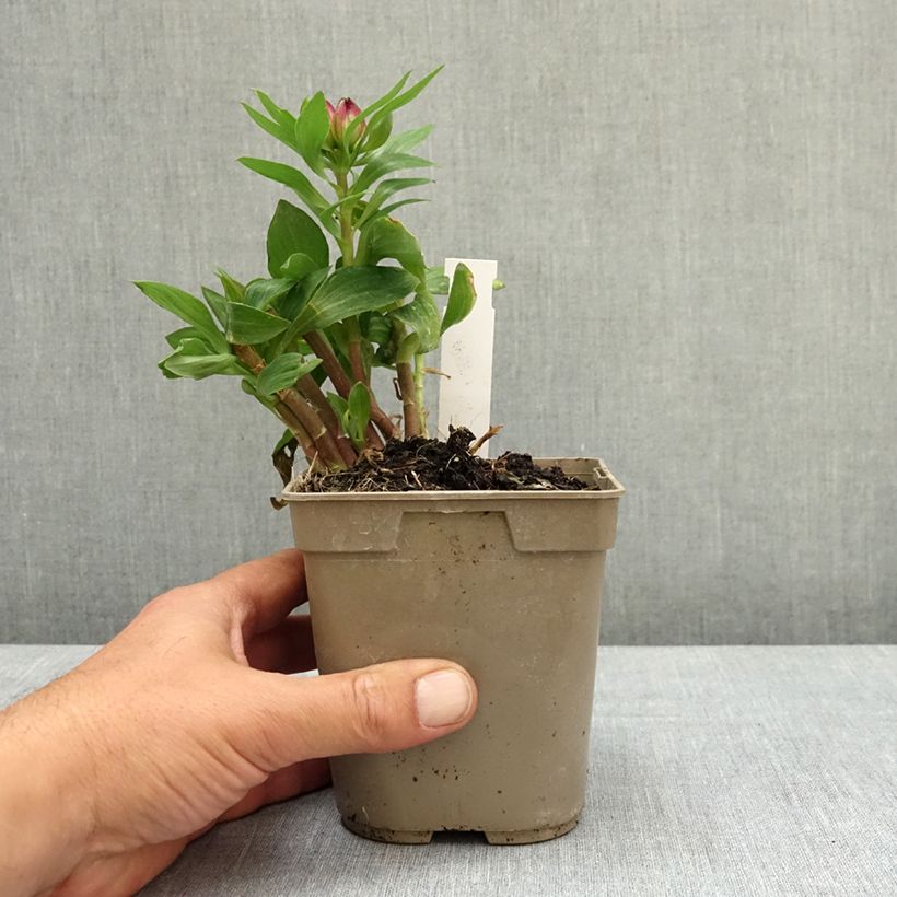 Alstroemeria Pitchounes Lucas 1L/1.5L pot sample as delivered in spring