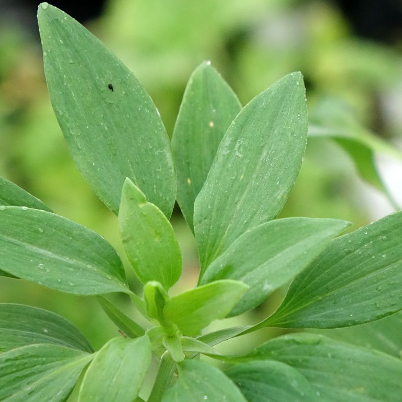 Alstroemeria Pitchounes Noah (Foliage)