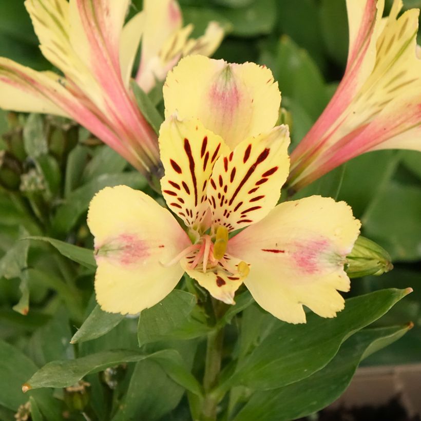 Alstroemeria Pitchounes Noah (Flowering)