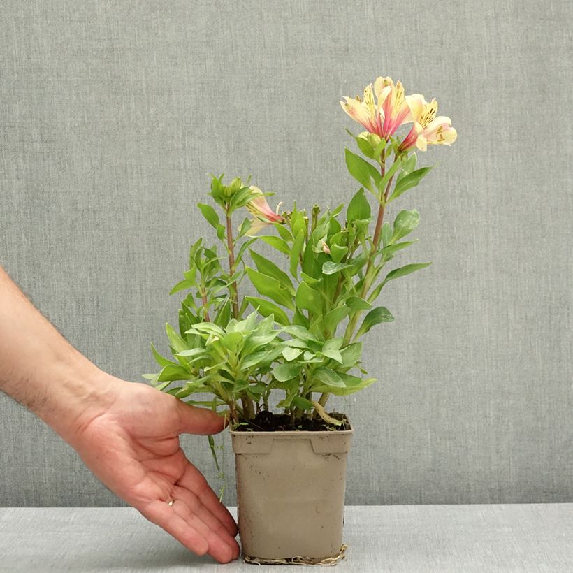 Alstroemeria Pitchounes Noah 1L/1.5L pot sample as delivered in spring