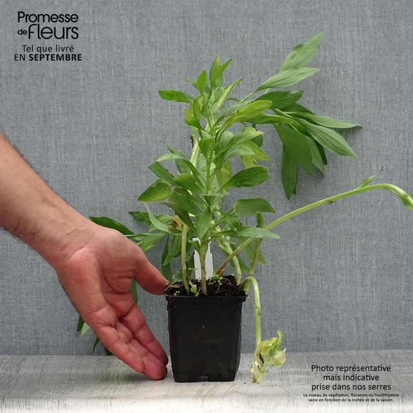 Alstroemeria Pitchounes Oceane 8/9 cm pot sample as delivered in autumn