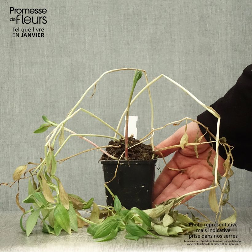 Alstroemeria Pitchounes Oceane 8/9 cm pot sample as delivered in winter