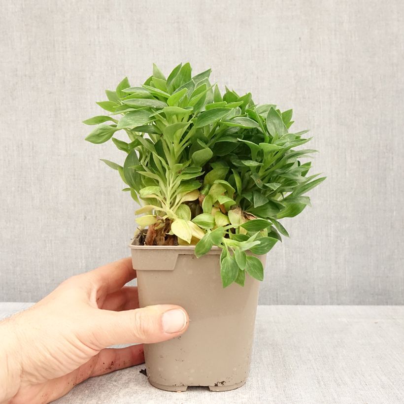 Alstroemeria Pitchounes Rosie 1L/1.5L pot sample as delivered in spring