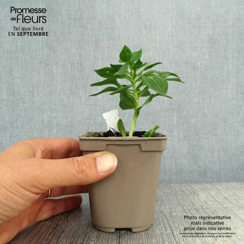 Alstroemeria Pitchounes Stella 8/9 cm pot sample as delivered in autumn