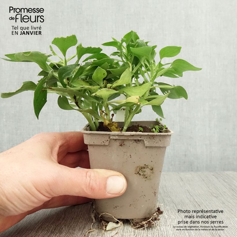 Alstroemeria Pitchounes Stella 8/9 cm pot sample as delivered in winter