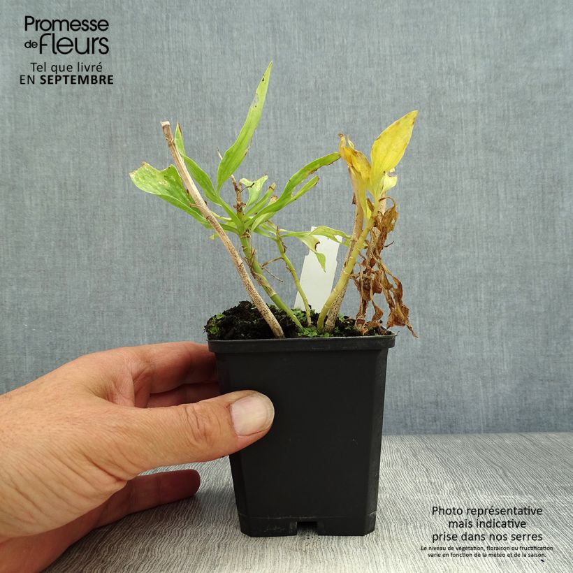 Alstroemeria Pitchounes Timoté 8/9 cm pot sample as delivered in autumn