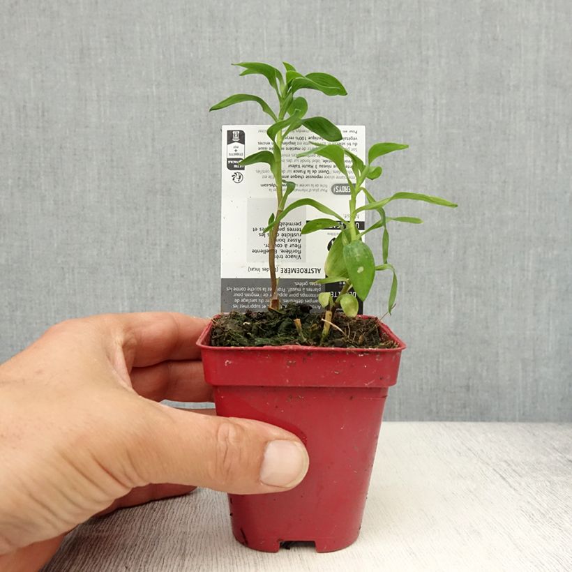 Alstroemeria aurantiaca 8/9 cm pot sample as delivered in spring