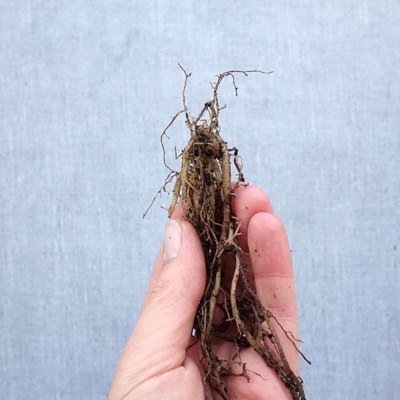 Alstroemeria aurantiaca Orange King Bulb sample as delivered in spring