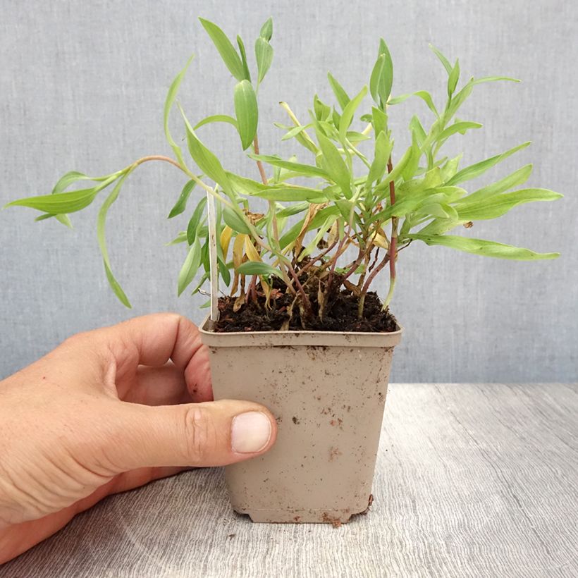 Alstroemeria aurantiaca Orange King 8/9 cm pot sample as delivered in summer