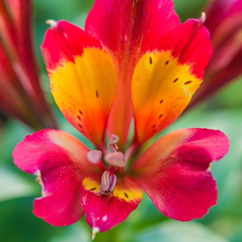 Alstroemeria  'Konpulse' INCA PULSE - Alstroemère Inca Pulse, Lys des Incas Inca Pulse (Flowering)