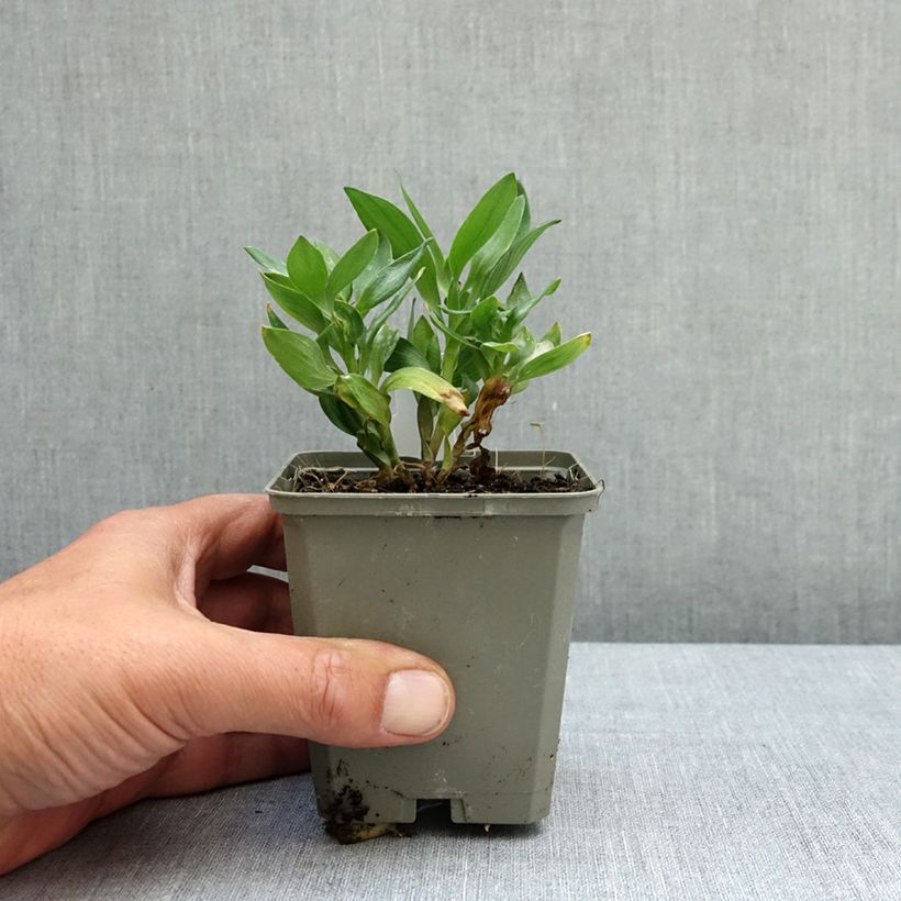 Alstroemeria Incalys Salmon 8/9 cm pot sample as delivered in spring