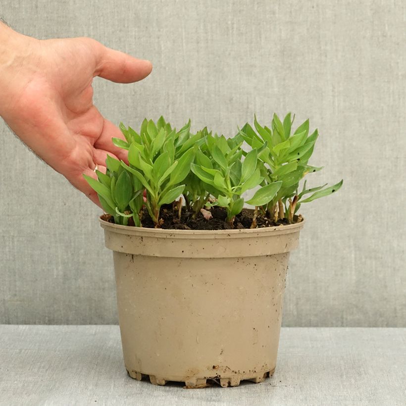 Alstroemeria Incalys Salmon 3L/4L pot sample as delivered in summer