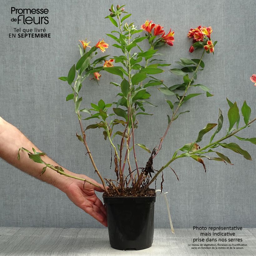 Alstroemeria Indian Summer 2L/3L pot sample as delivered in autumn