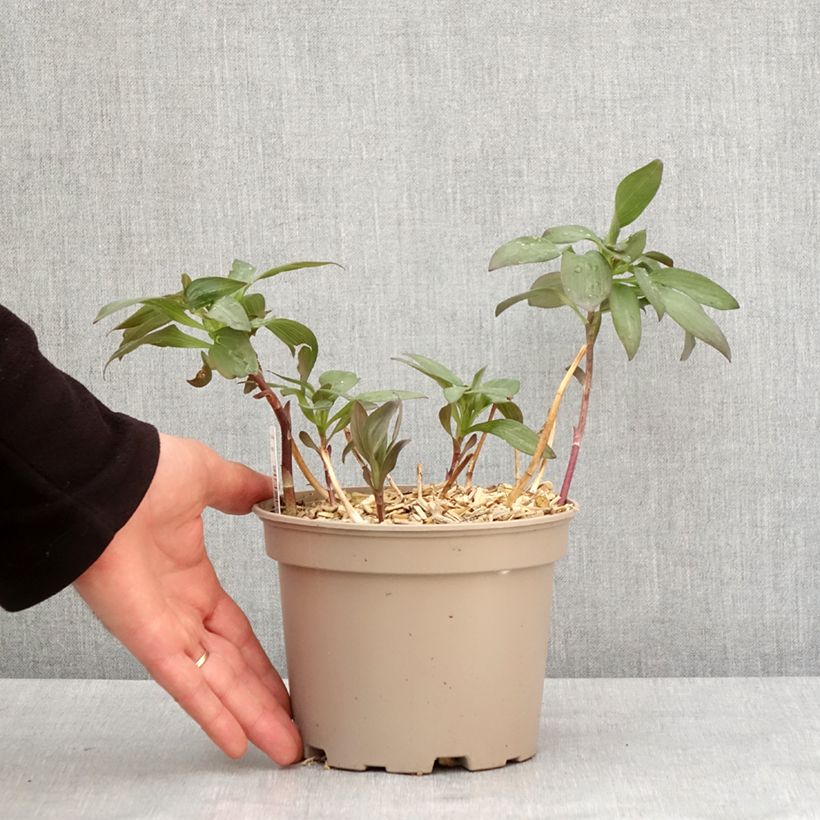 Alstroemeria Indian Summer 2L/3L pot sample as delivered in winter