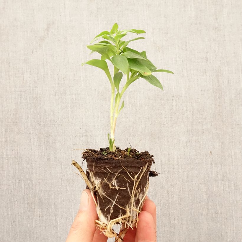 Alstroemeria Inticancha Romance - Peruvian lily Root ball 4cm x 4.5cm sample as delivered in spring