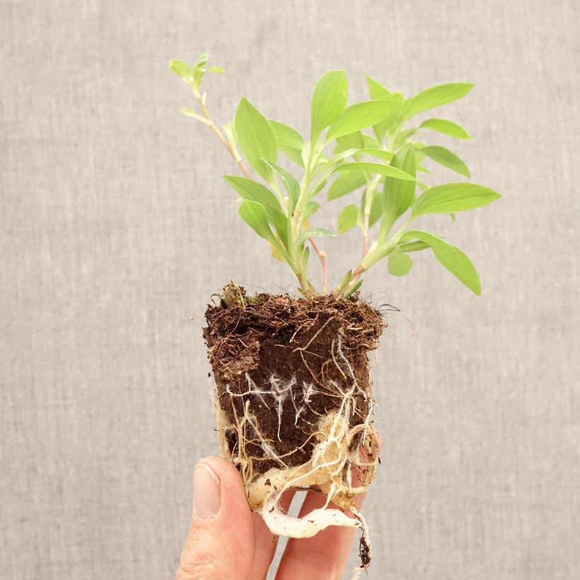 Alstroemeria Summer Rose - Peruvian lily Root ball 4cm x 4.5cm sample as delivered in spring