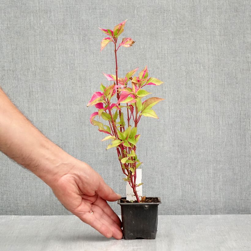 Alternanthera ficoidea Party Time - Joseph's Coat 8/9 cm pot sample as delivered in summer