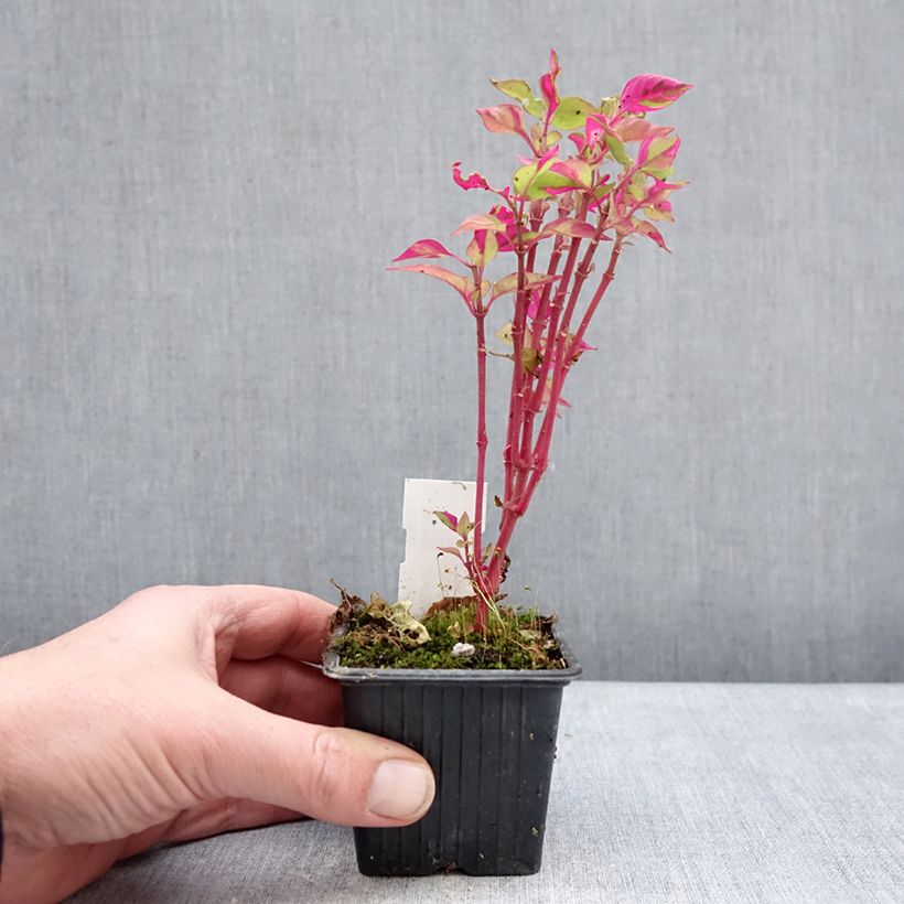 Alternanthera ficoidea Party Time - Joseph's Coat 8/9 cm pot sample as delivered in winter