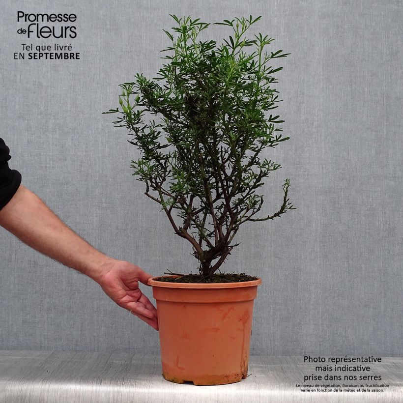 Alyogyne huegelii Delightfully 4L/5L pot sample as delivered in autumn