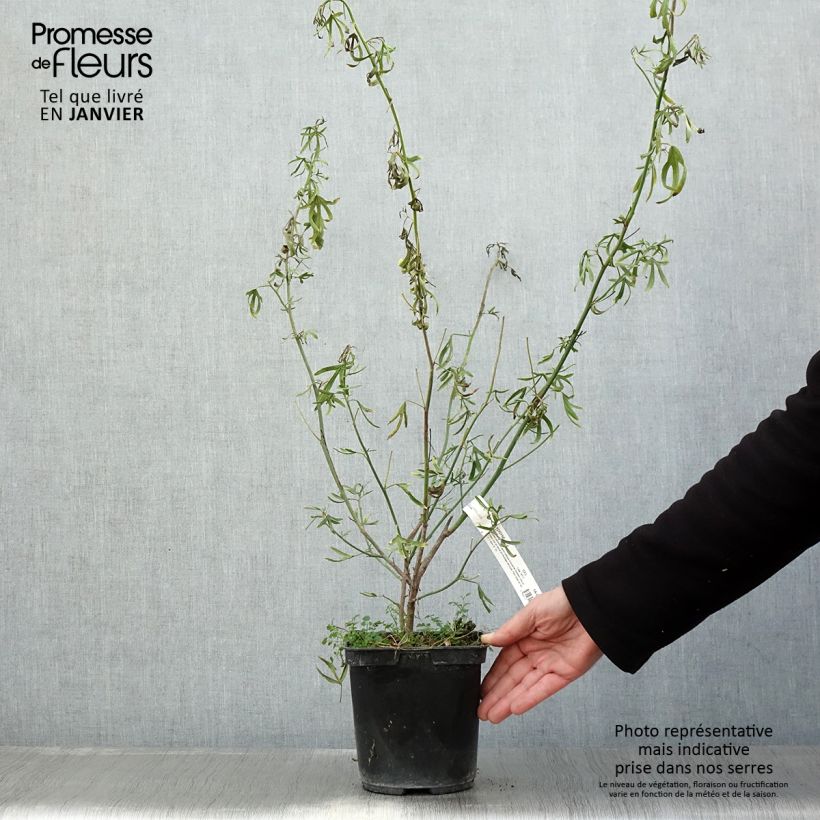 Alyogyne huegelii Delightfully 4L/5L pot sample as delivered in winter