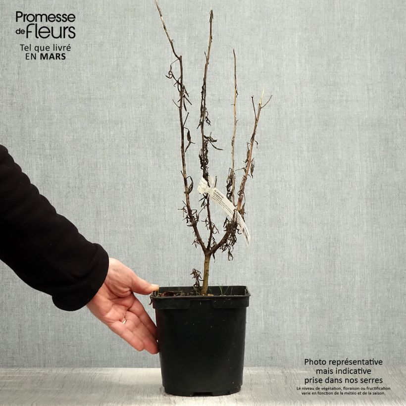 Alyogyne huegelii Delightfully 4L/5L pot sample as delivered in spring