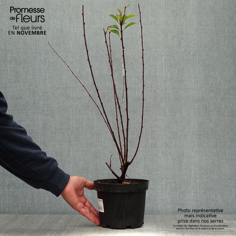 Prunus triloba - Flowering Almond 2L/3L pot sample as delivered in autumn