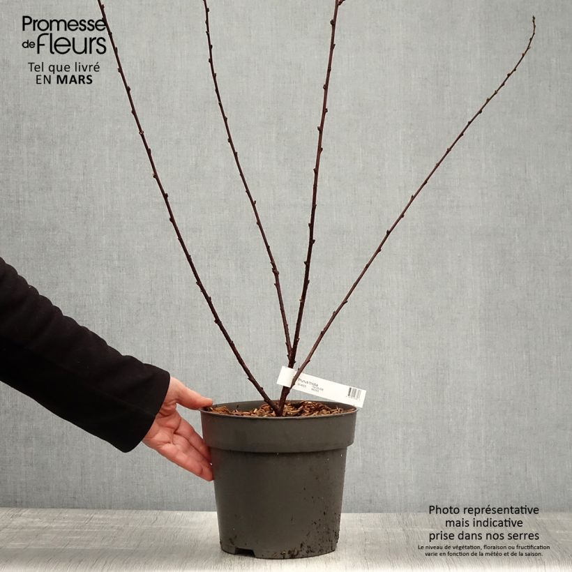 Prunus triloba - Flowering Almond 2L/3L pot sample as delivered in spring