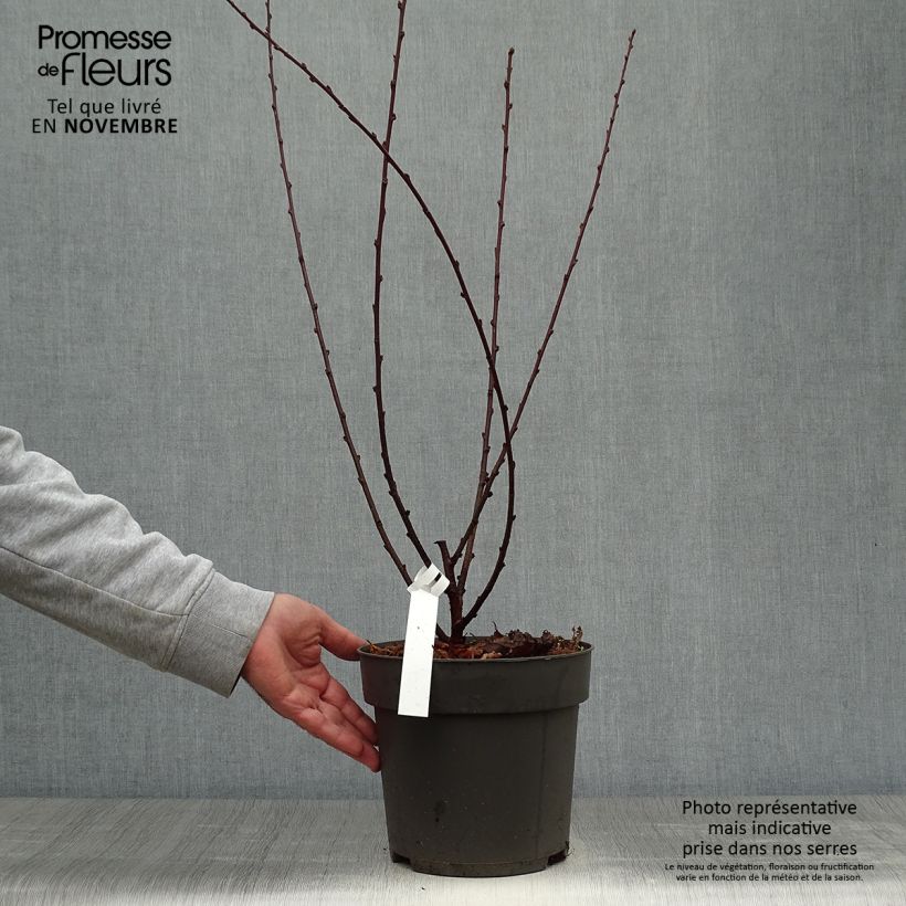 Prunus triloba - Flowering Almond 4L/5L pot sample as delivered in autumn