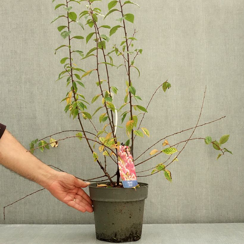 Prunus triloba Rosenmund - Flowering Almond 4L/5L pot sample as delivered in autumn