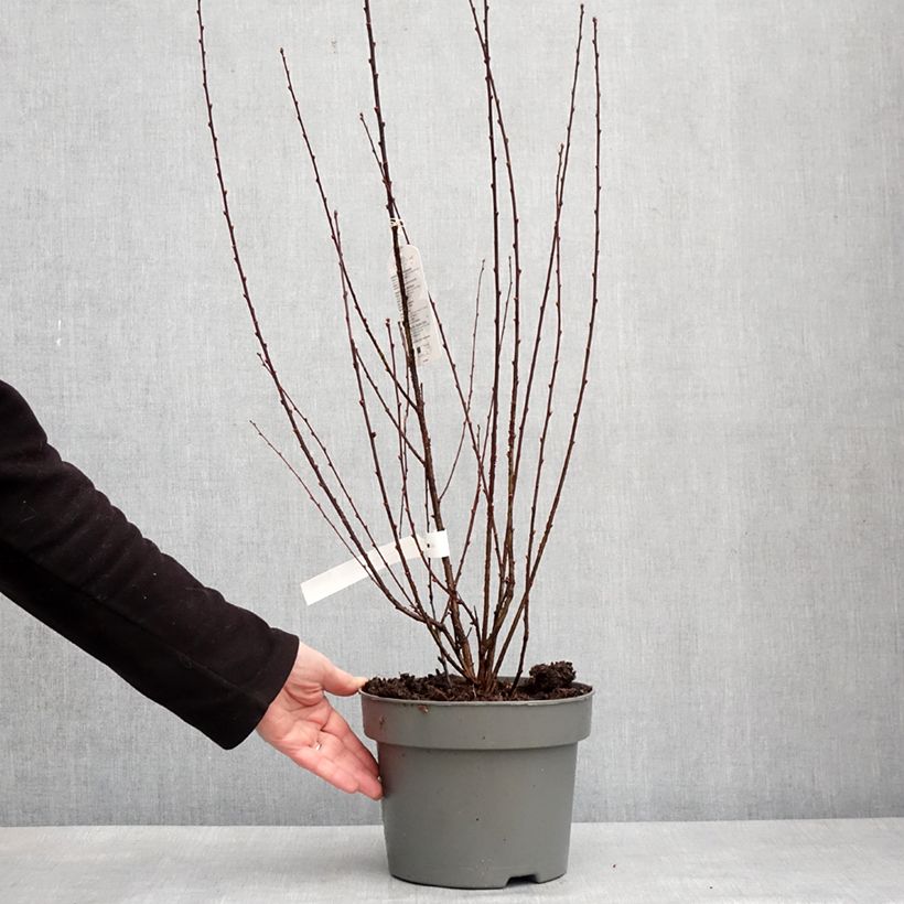 Prunus triloba Rosenmund - Flowering Almond 4L/5L pot sample as delivered in winter