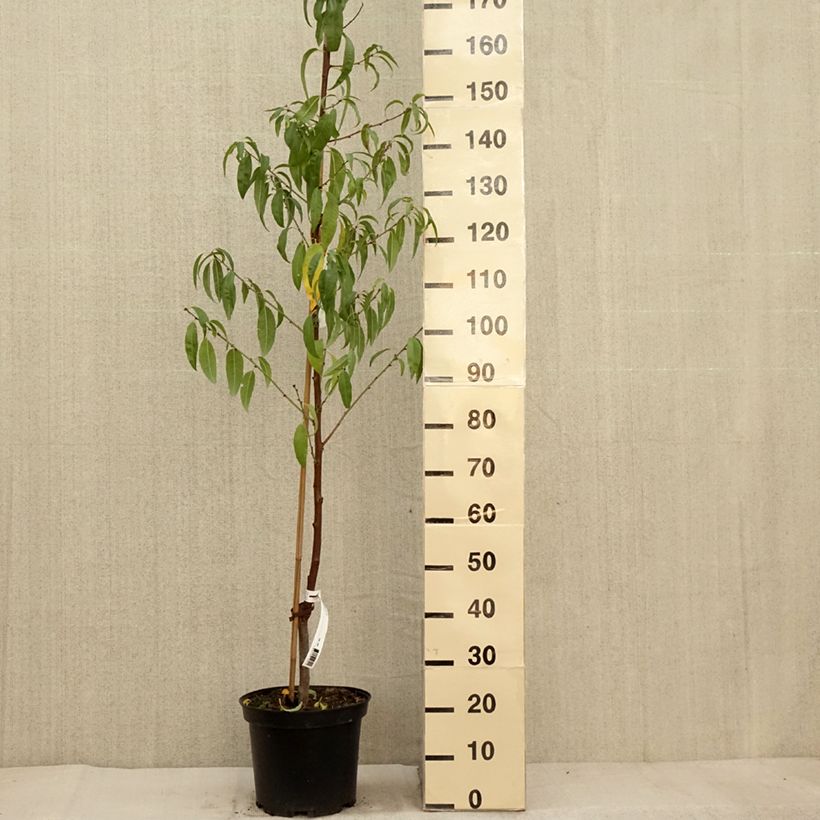 Common Almond Tree - Prunus dulcis 4L/5L pot, Bush sample as delivered in autumn