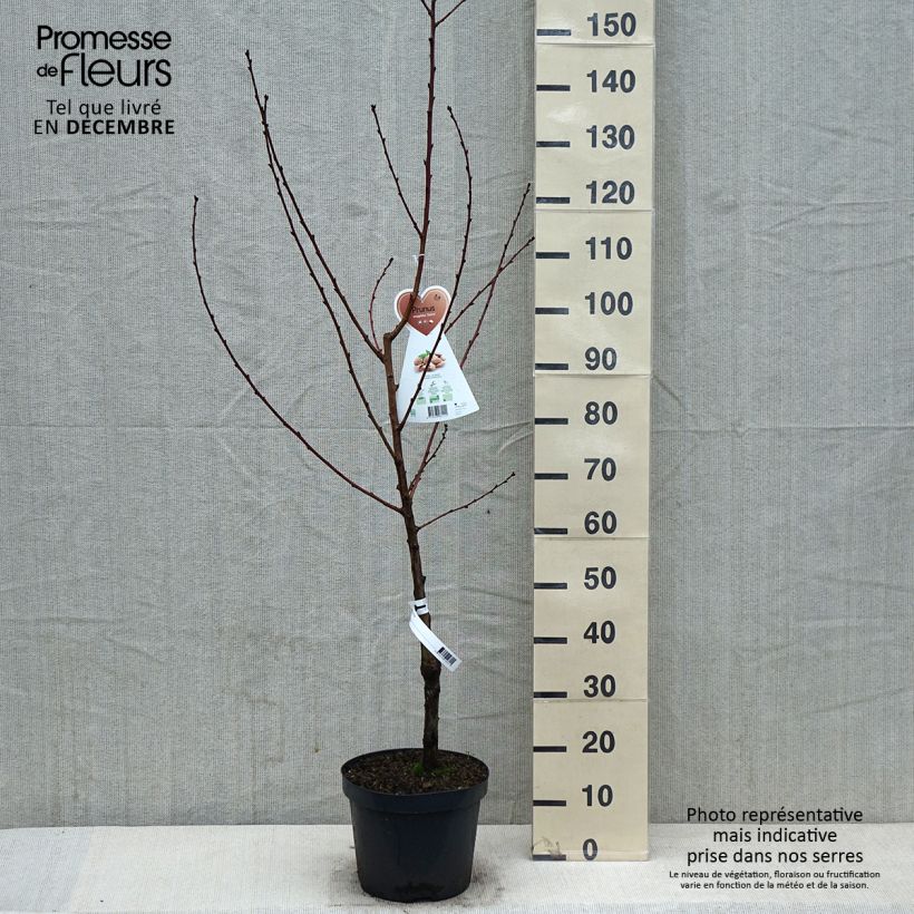 Common Almond Tree - Prunus dulcis 4L/5L pot, Bush sample as delivered in winter