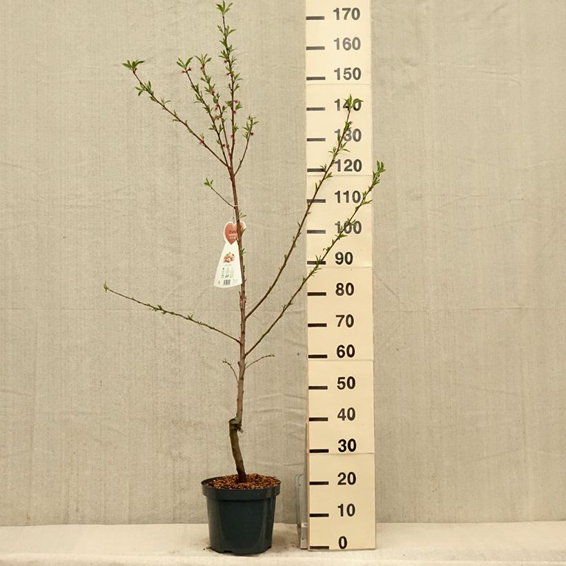 Common Almond Tree - Prunus dulcis 4L/5L pot, Bush sample as delivered in spring